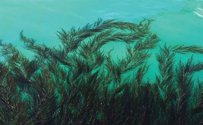 Can Seaweed Change Fashion?