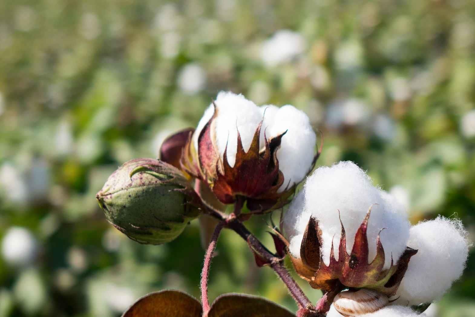 Kasturi – The Finest Cotton from India