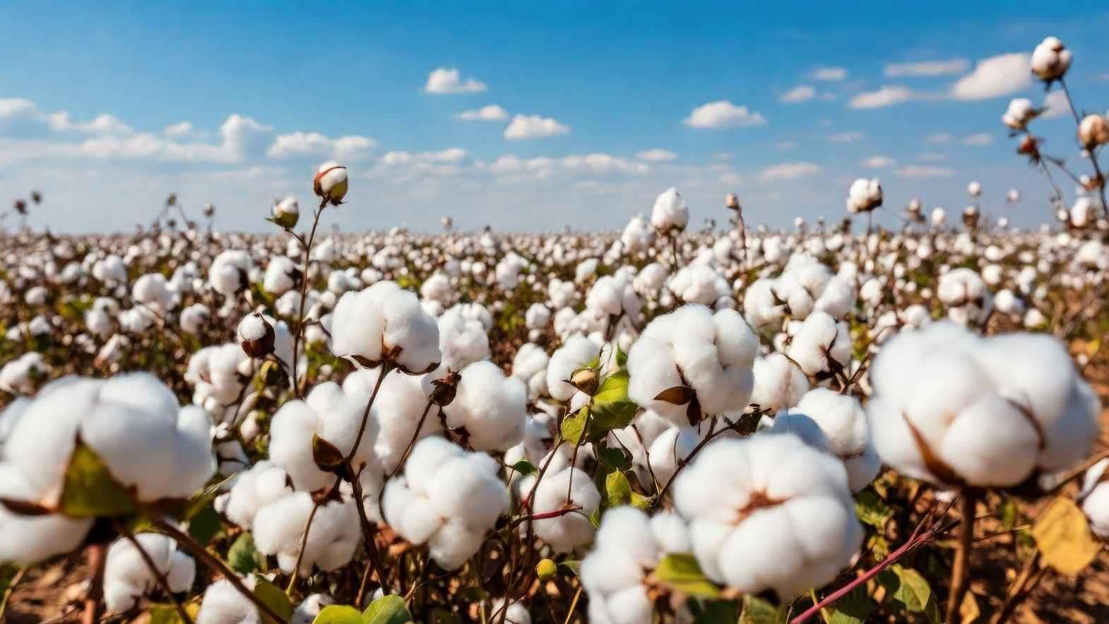 Redefining Excellence in Indian Cotton