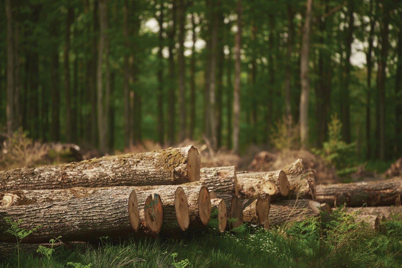 What the EU’s Anti-Deforestation Law Means for Fashion