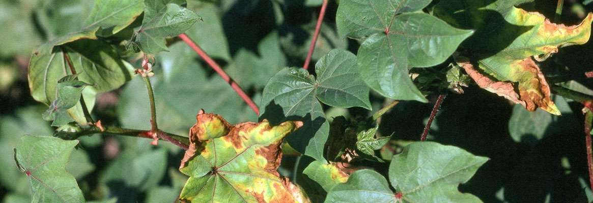 Scientists Establish Reference Method for Cotton Maturity
