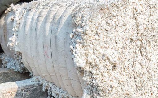 An insight into India's ban on cotton exports
