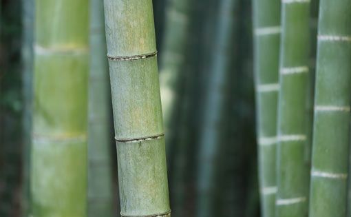 Bamboo fabrics with UV and anti-bacterial protection