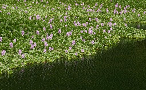 Phytoremediation of textile process effluent by using water hyacinth - A polishing treatment