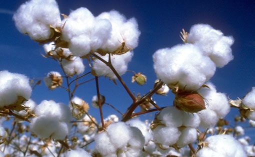 The cotton fiasco