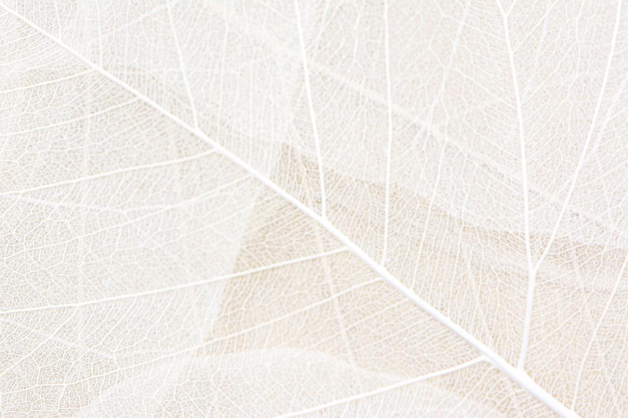 Recent Developments in Various Techniques for the Study of Fiber Structure