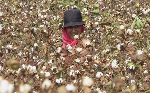 Cotton Output to Fall Short of Target