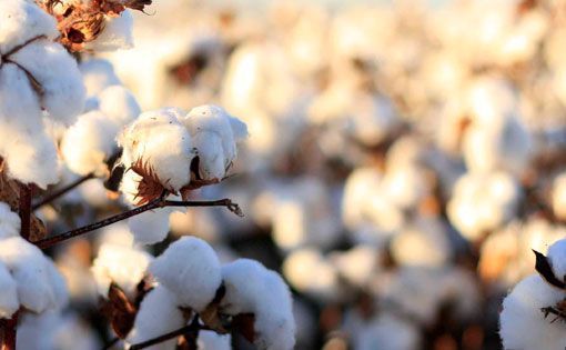 Bio-cotton has Colours for the Future