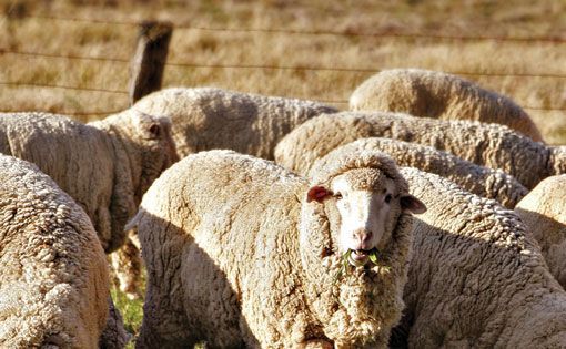 Government Should Stop Pulling Wool Over Eyes?