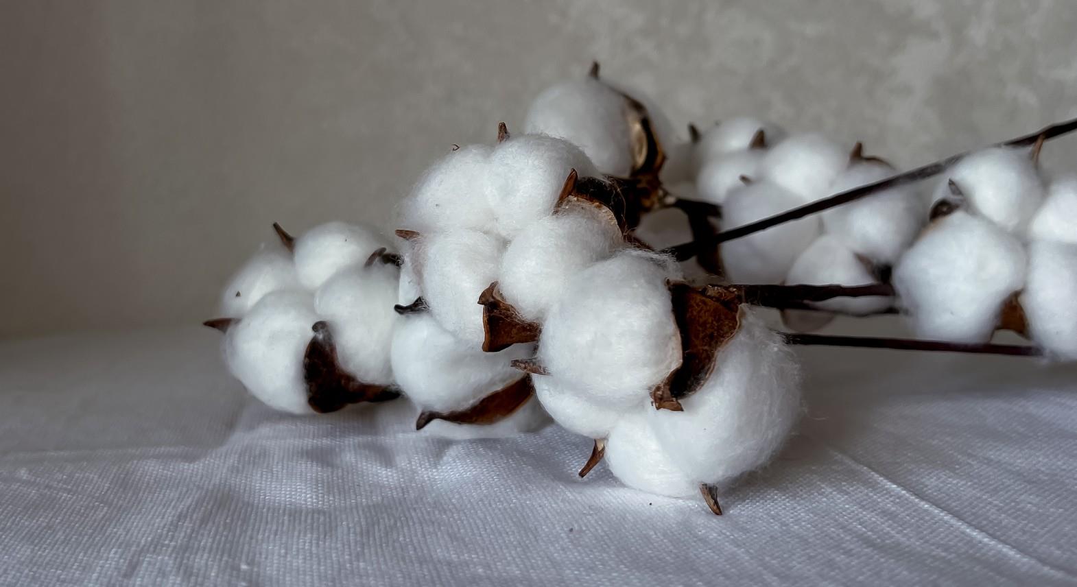 Egyptian cotton