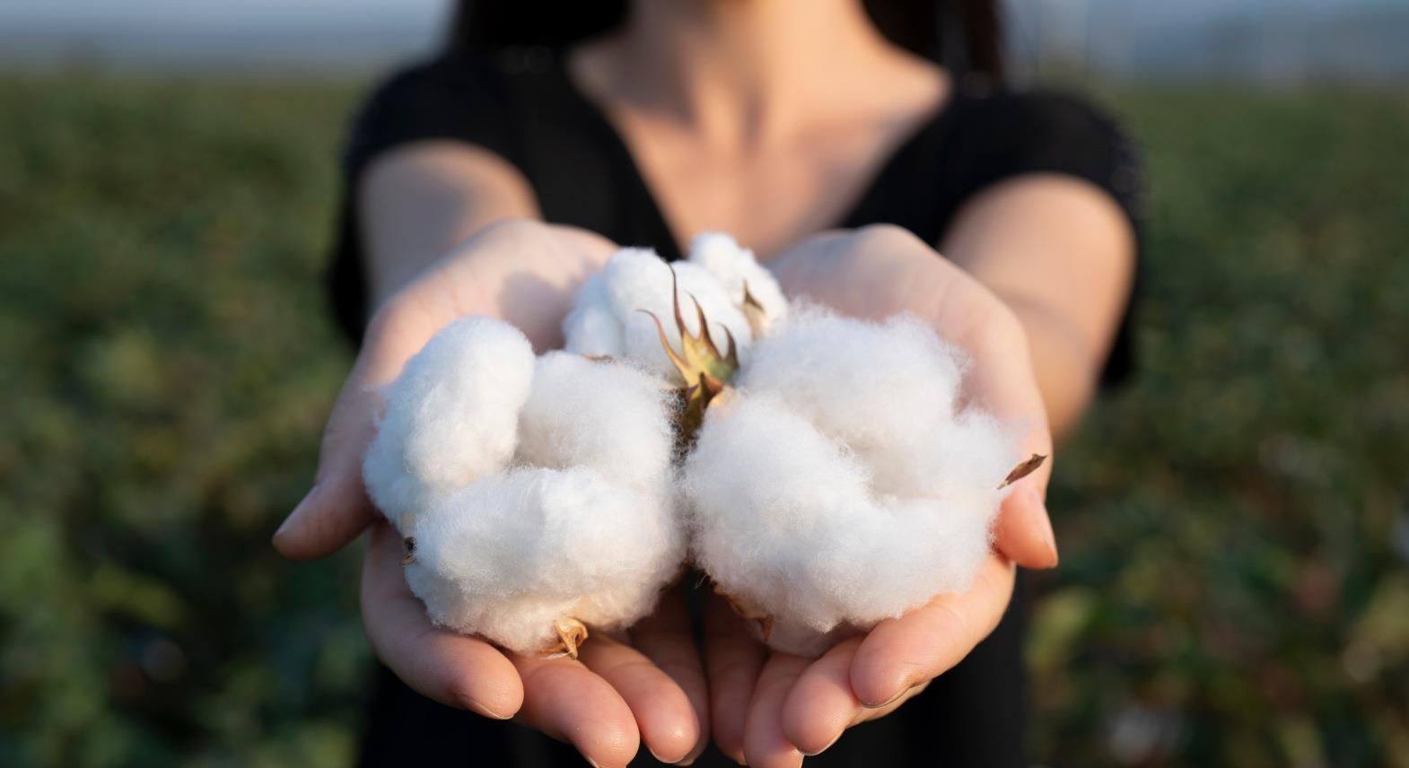 Cotton Price Heralds: Cost of Shirts, Blouses and Underwear to Rise