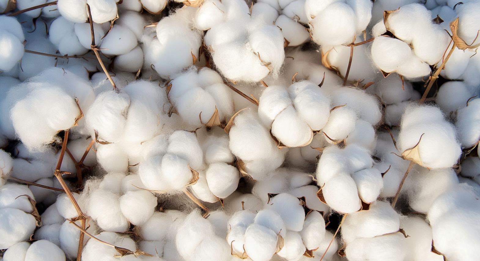 Genetically Modified Organism (GMO) Cotton