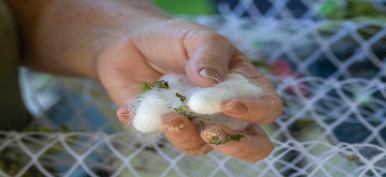 Sustainable Mulberry Silk Production