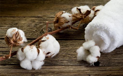 Volatile Cotton Prices Manipulate the Global Market