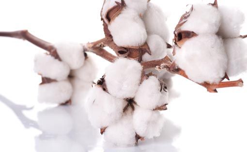 Cotton outlook: potential applications of the King Fibre