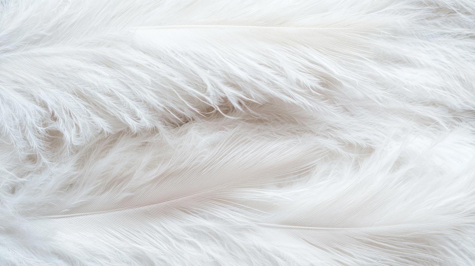 'From farm waste to fabric' chicken feather clothing