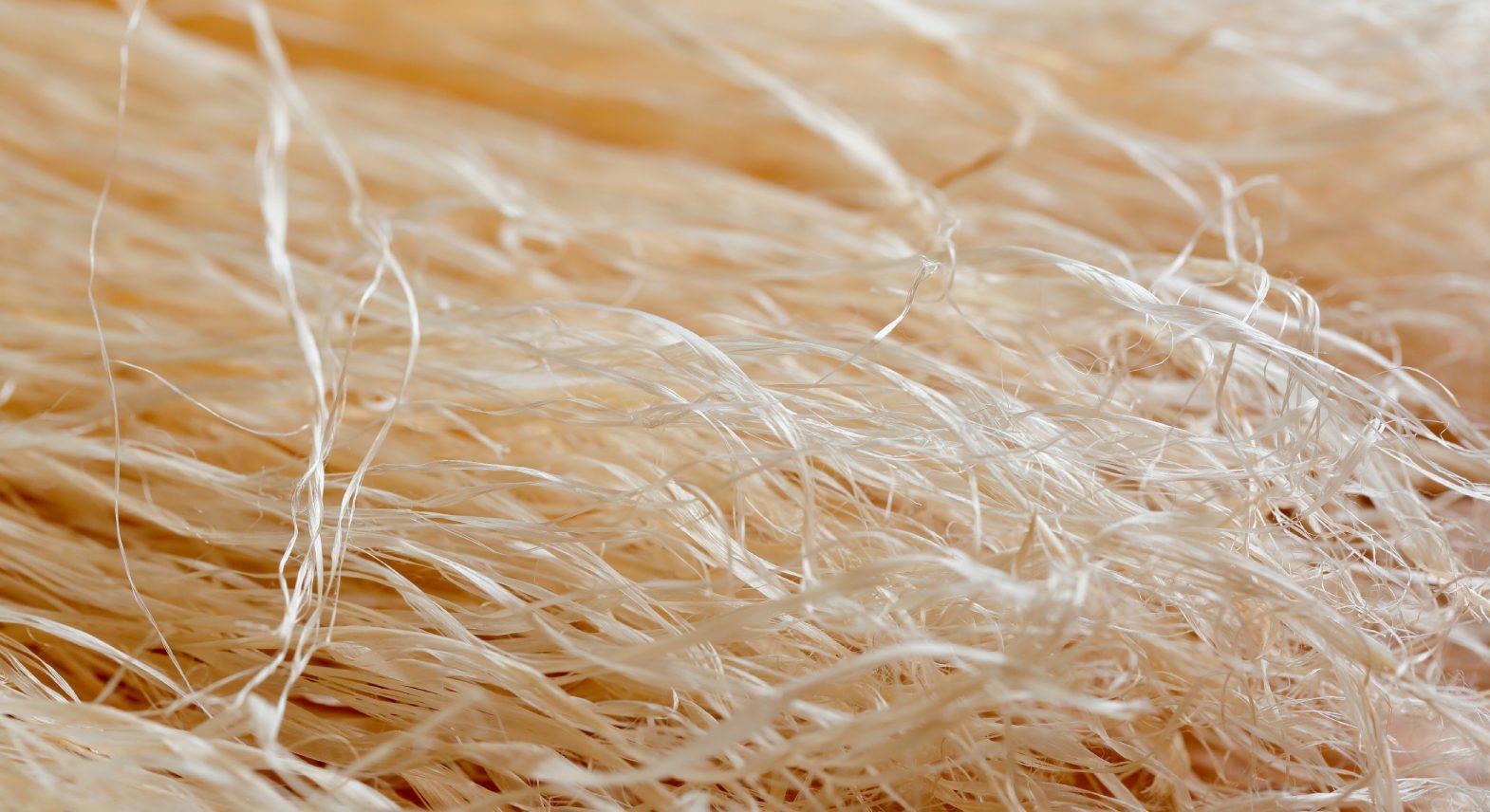 Raw ramie fiber