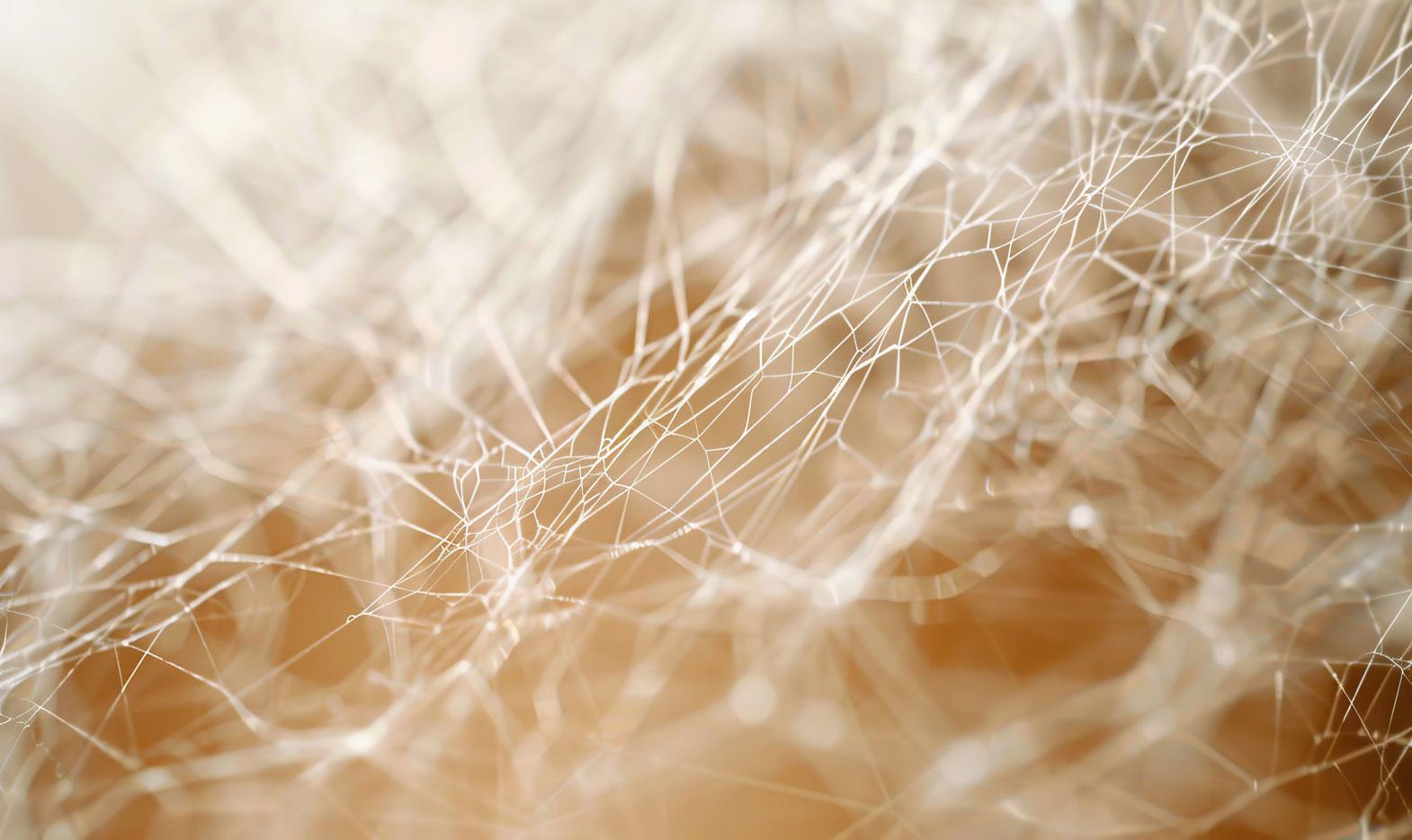 Effects on Silk Biomaterials