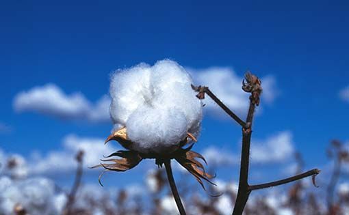 Global cotton market trends for 2013