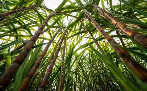 sugarcane-small