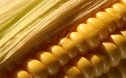 Corn Fabric: Superior in use and fine in comfort