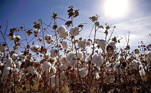 Organic cotton A sustainable choice