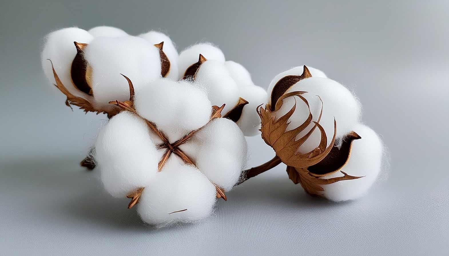 cotton-farming-big