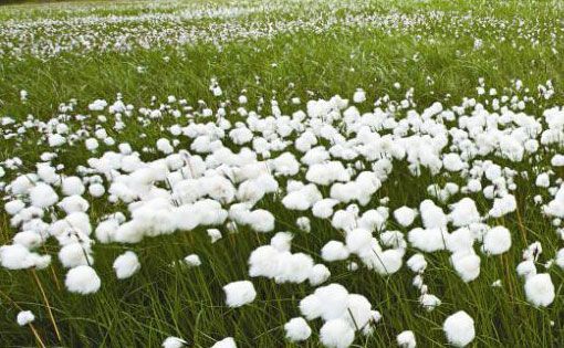 Indian Cotton Issues and Textiles Industry