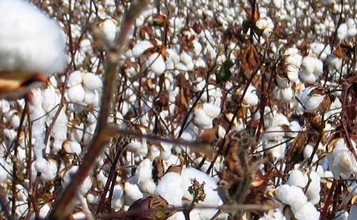 Role of China in the world cotton market