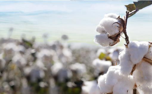 China's shifting cotton policy and the bearish market