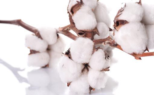Government subsidies and trade policies influencing cotton industry