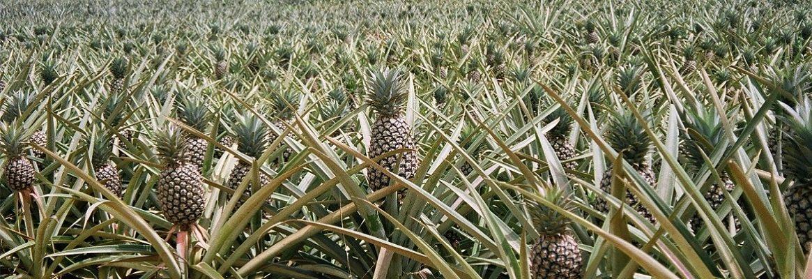 Pineapple-fibre-fruit-of-the-loom_big