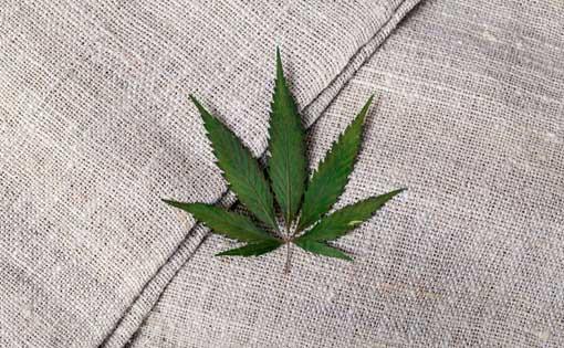 High Cost of Hemp and its Potential to Transform the Fashion and