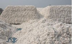 Sshutterstock_1900762588