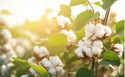 Kasturi cotton: India’s White Gold with a Green Heart