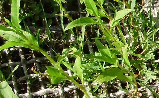 Raincut Erosion Control of Topsoil with Geojute and Vegetation in Bangladesh