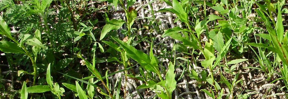 Raincut Erosion Control of Topsoil with Geojute and Vegetation in Bangladesh