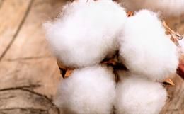 Organic Cotton and Sustainable Fashion