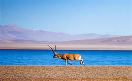 When fashion said no to shahtoosh