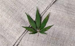 High Cost of Hemp and its Potential to Transform the Fashion and Textile Industry