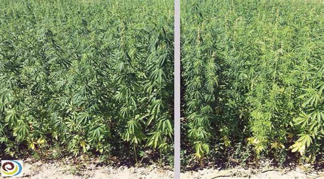 The fibre that you are pitching as an alternative to cotton is hemp. But then hemp is nothing new; it's been talked about and written about as an alternative for years now. So, why hemp?