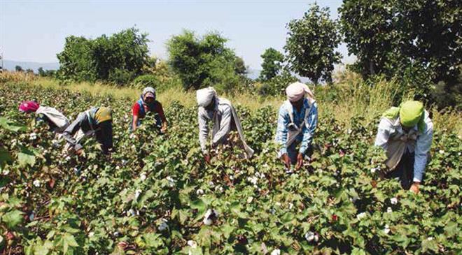 What are the criteria used to classify cotton as organic internationally?