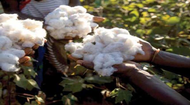 So, it could be that a company buys sustainable cotton without even knowing it?