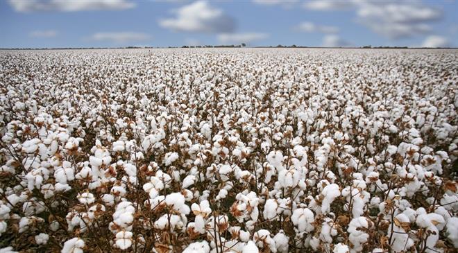 In which all countries/regions is cotton grown sustainably? What is the percentage of sustainable cotton in overall global cotton production?