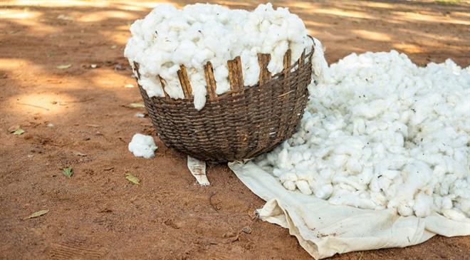 What is the current demand of sustainable cotton in the global textile industry? At what rate is it growing?
