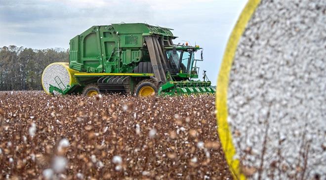 What is the environmental impact of growing cotton sustainably versus conventionally?