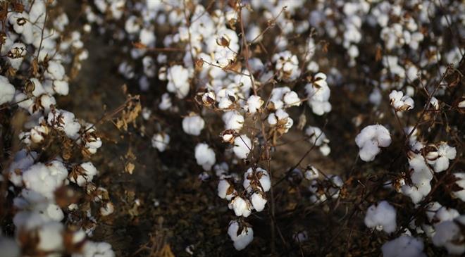 Which regions globally produce the most sustainable cotton?