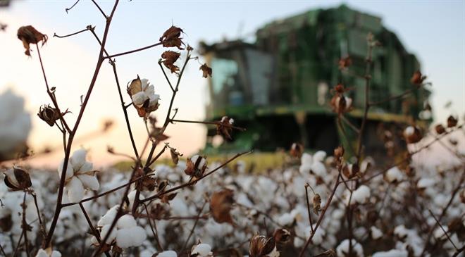 How do you thwart green washing? What are some things consumers should look for in a sustainable cotton product?