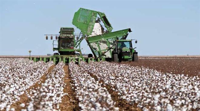 In terms of cotton, there has been a resurgence in the US over the last couple of years or so. What do you think has led to this?