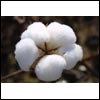 Cotton Fibre